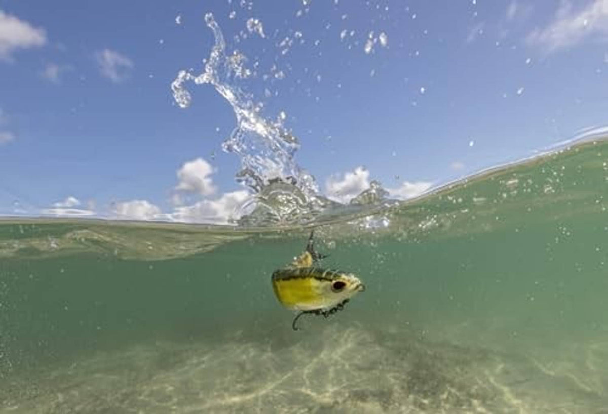 Underwater view of green pumpkin soft plastic glide bait splashing