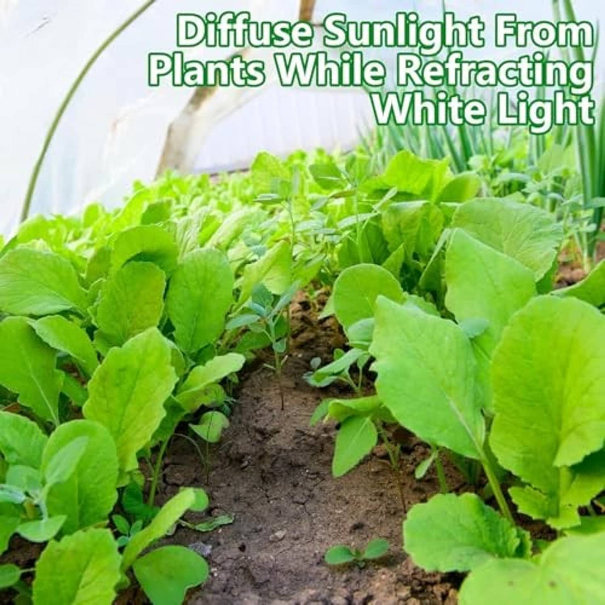 White translucent plant cover sheet over vegetable plants in garden rows