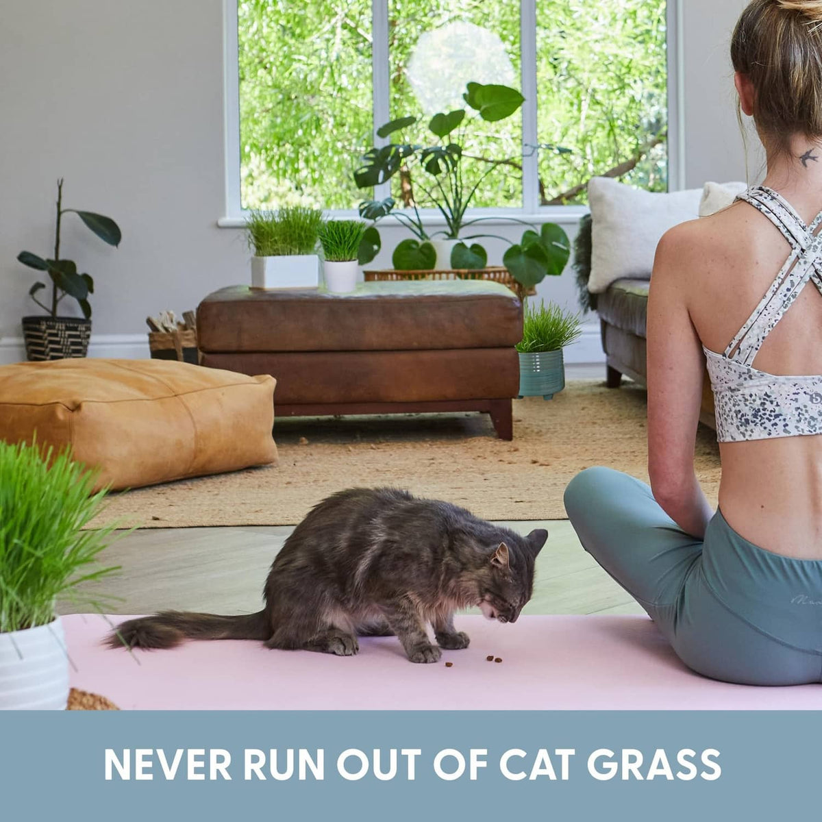 Cat grass planter with fresh green grass as a gray cat eats on the floor