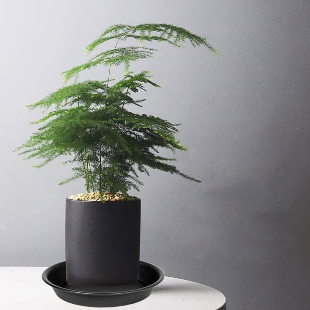 Black round plant saucer tray beneath a dark pot for indoor plant drainage.