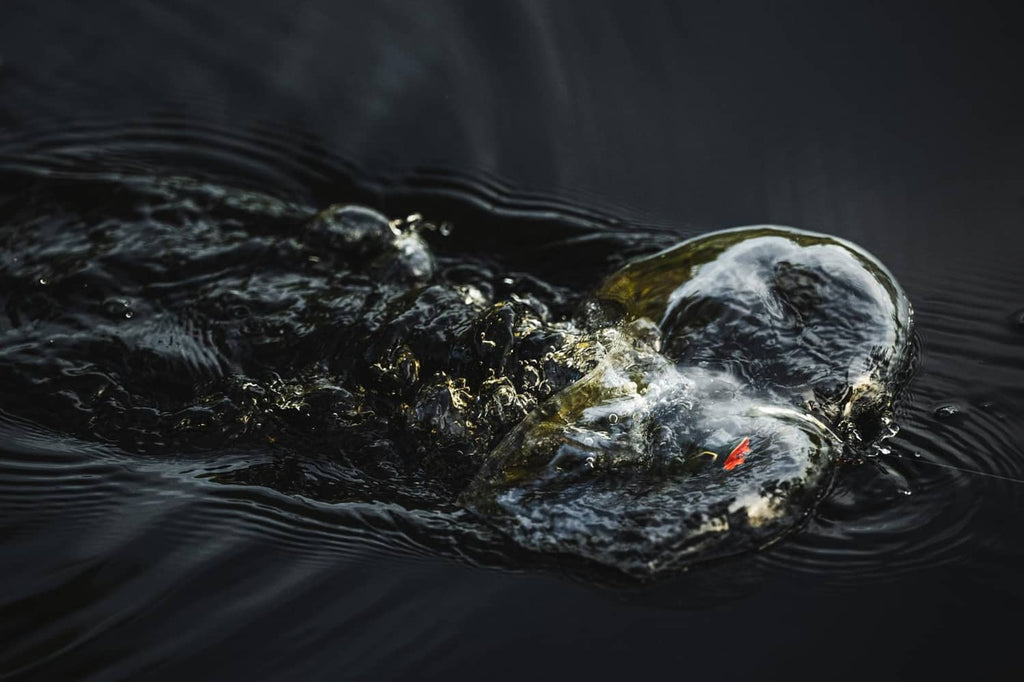 Frog-style fishing lure splashing in water, dark camo body