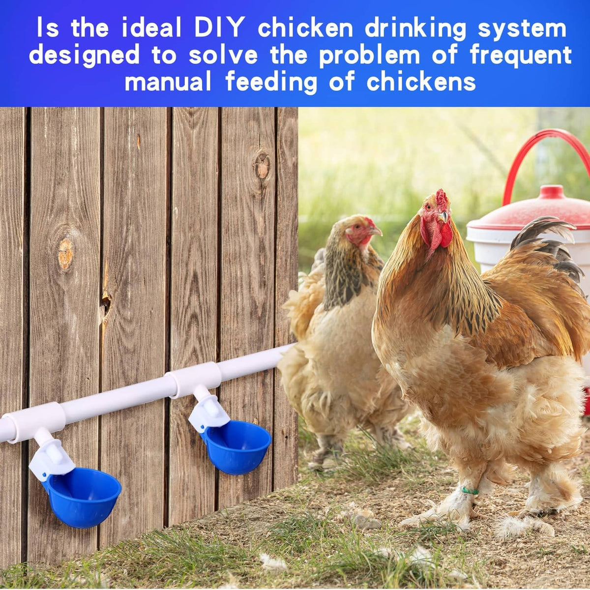 Chickens drinking from an automatic waterer with white PVC pipe and blue cups