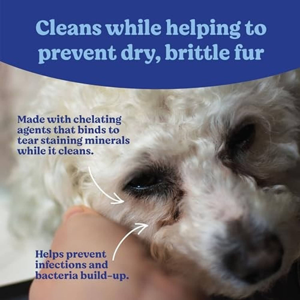Small white dog face with cleaning arrows near eye and muzzle