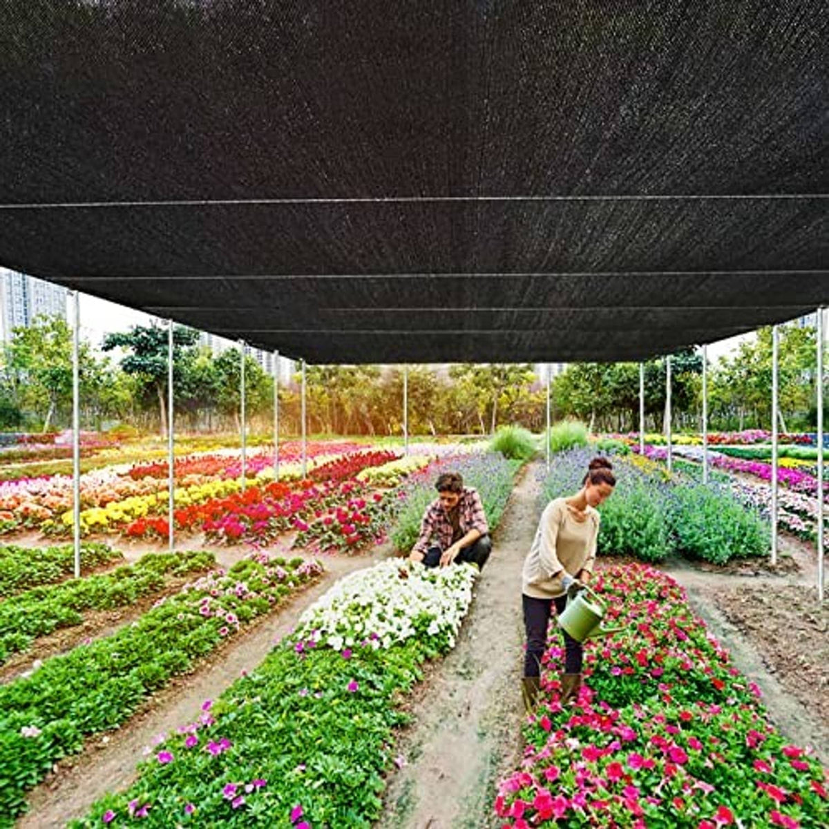 Dark shade net canopy overhead, used to shade rows of potted garden plants