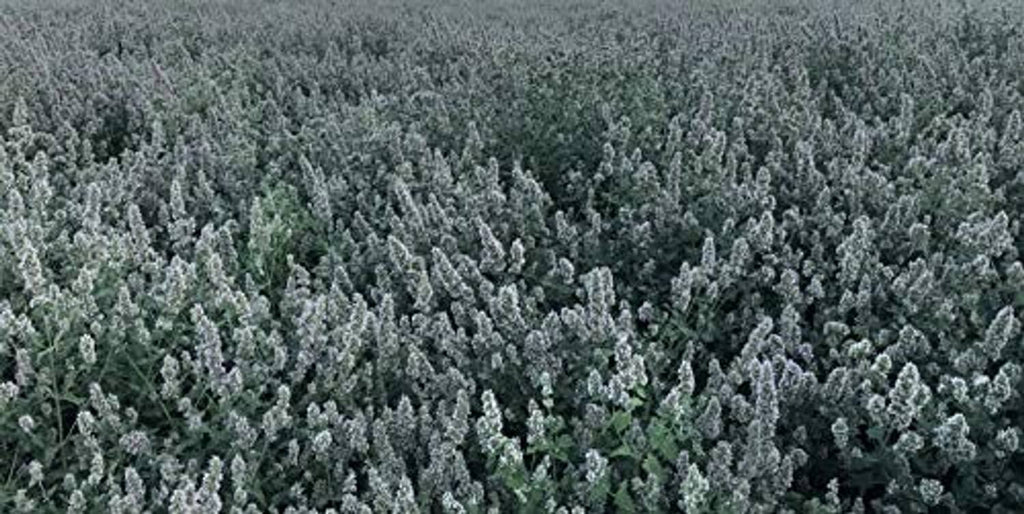 Dense catnip and silver vine plant rows in a field