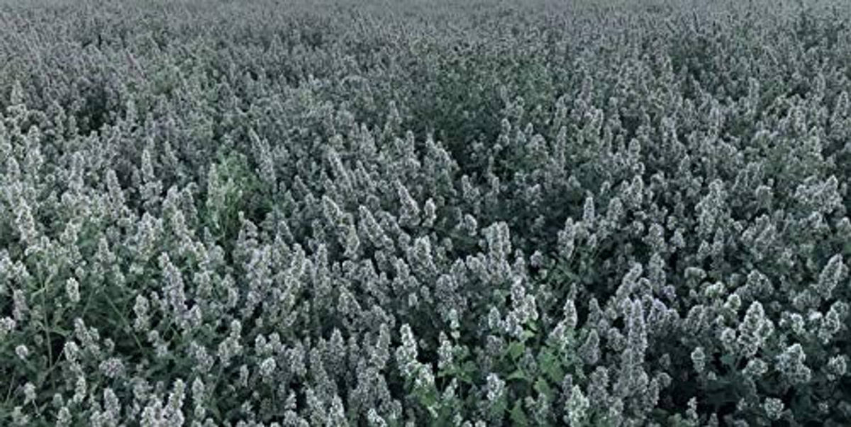 Dense catnip and silver vine plant rows in a field