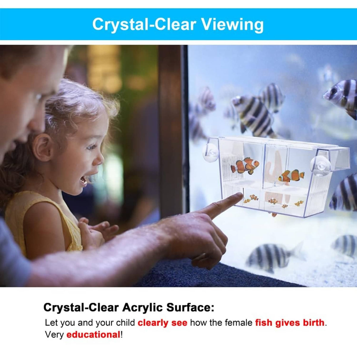 Crystal-clear acrylic fish breeding box aquarium holding tank viewing through front